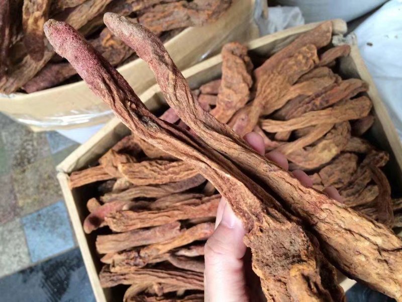野生瓜州精品锁阳，酒泉产地发货
