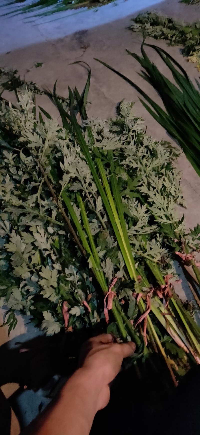 端午【货源大当天发货】菖蒲艾草欢迎在线咨询！