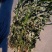 端午【货源大当天发货】菖蒲艾草欢迎在线咨询！