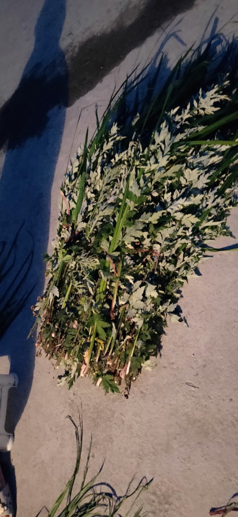 端午【货源大当天发货】菖蒲艾草欢迎在线咨询！