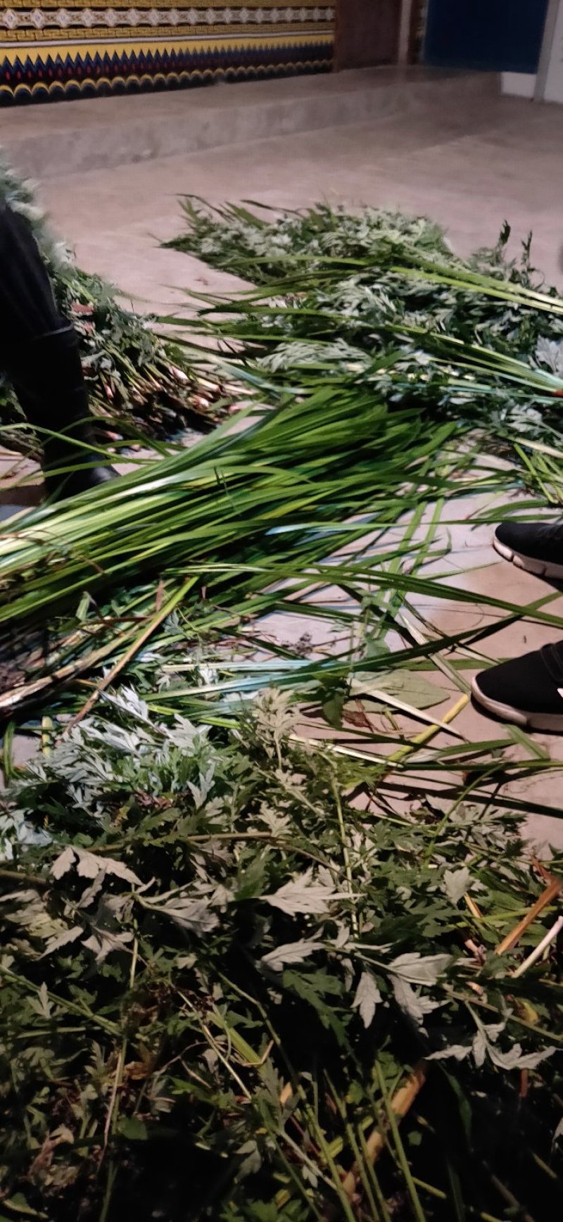 端午【货源大当天发货】菖蒲艾草欢迎在线咨询！