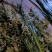 端午【货源大当天发货】菖蒲艾草欢迎在线咨询！