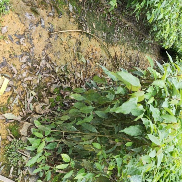 供应樟树