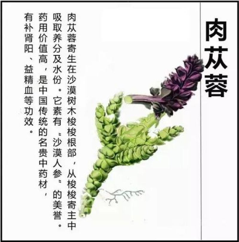 野生肉苁蓉&沙漠的礼物