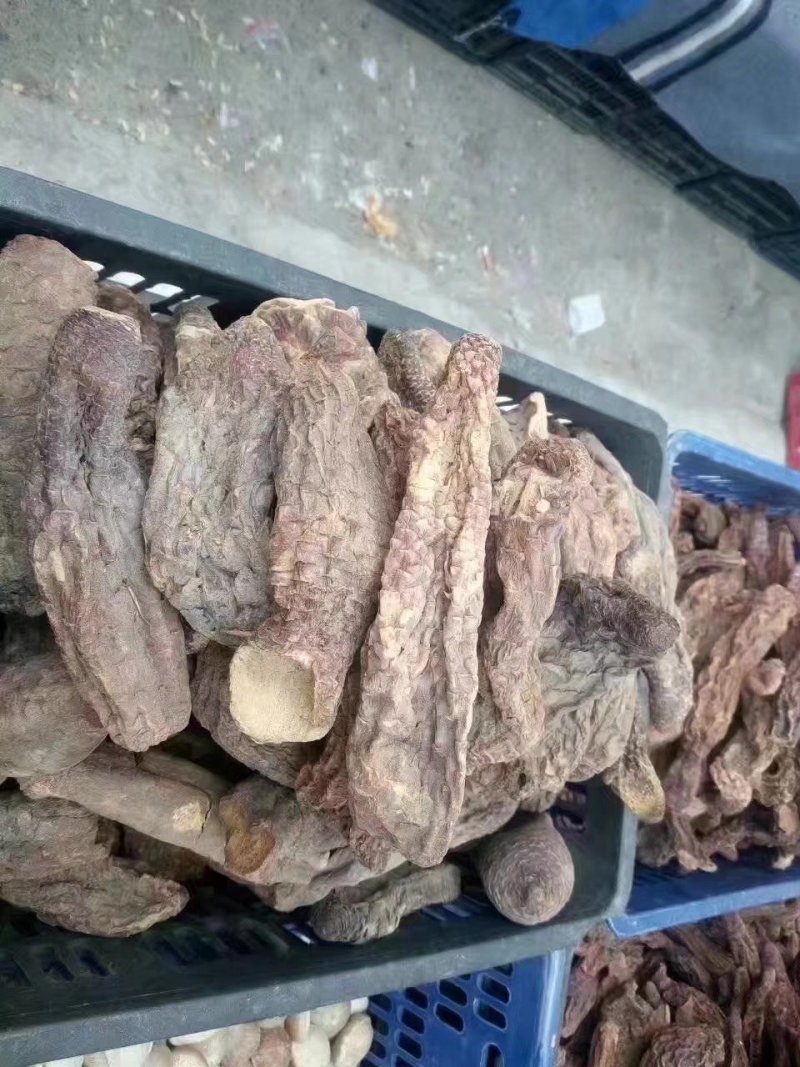 野生肉苁蓉&沙漠的礼物