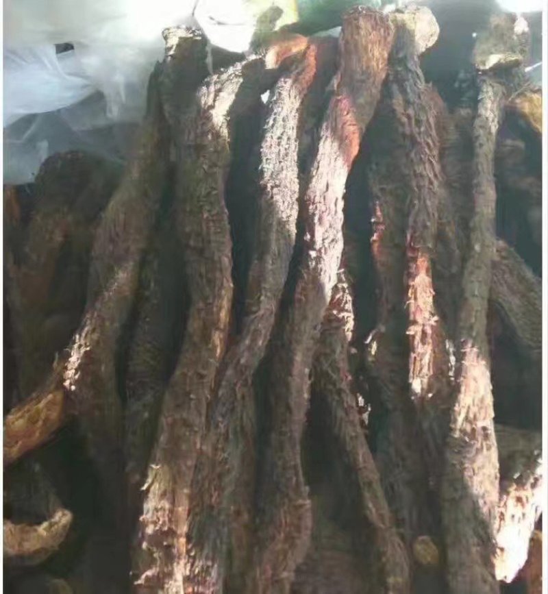 野生肉苁蓉&沙漠的礼物
