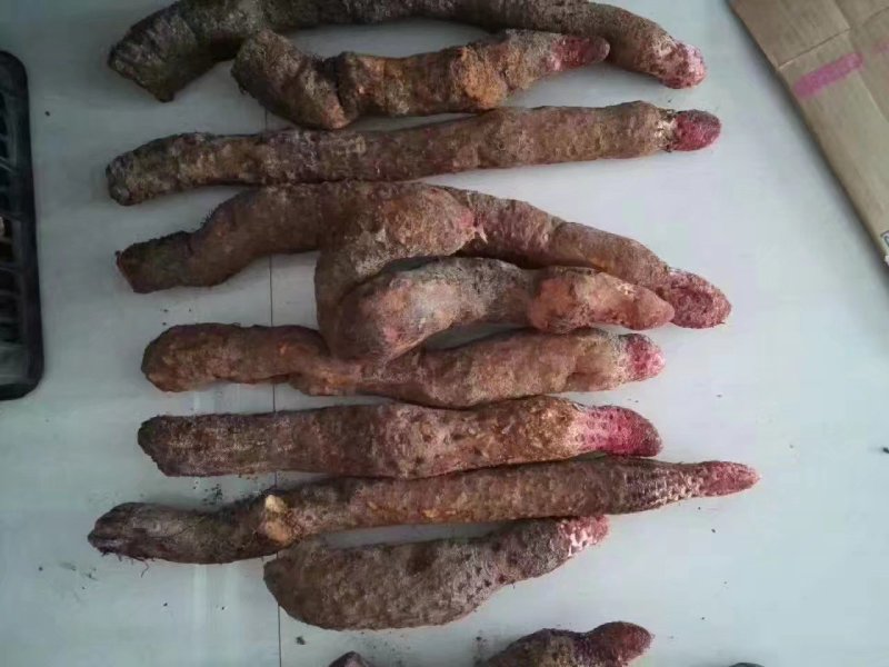 野生瓜州精品锁阳，酒泉产地发货