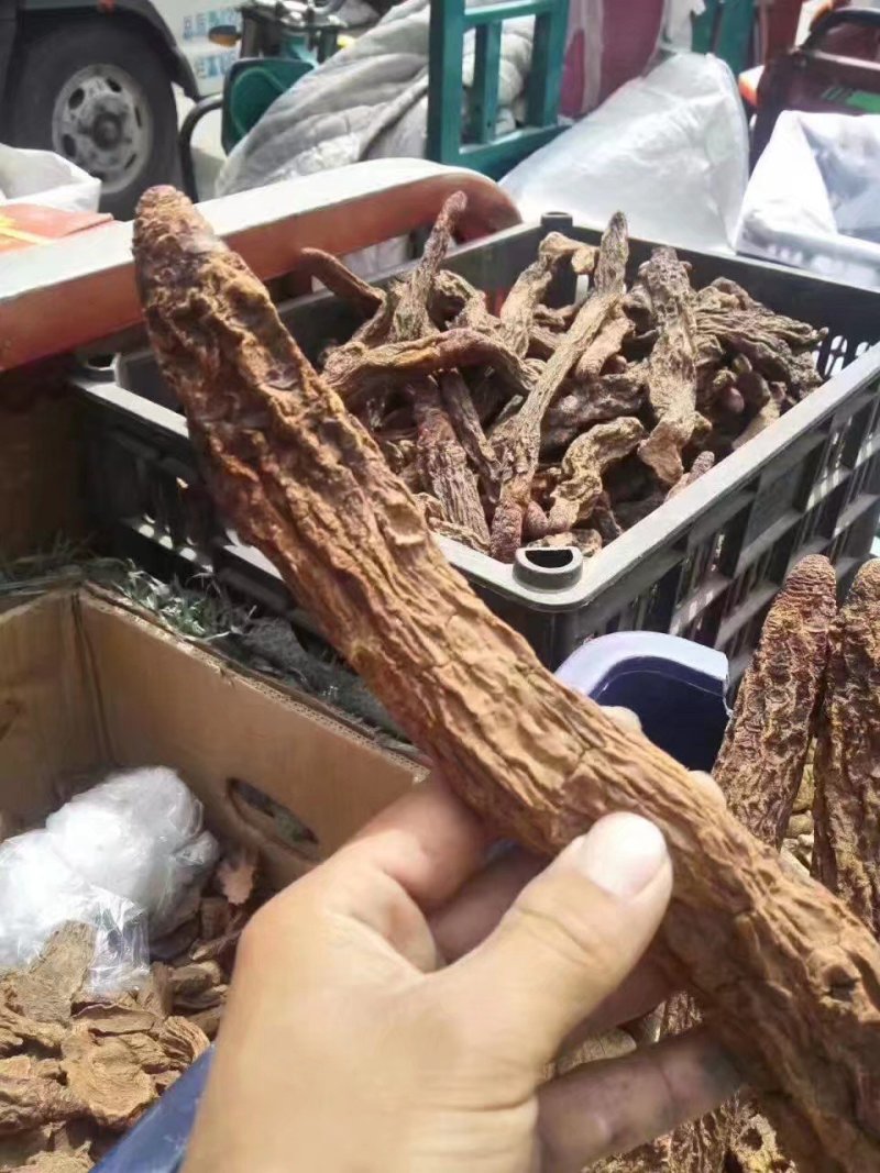 野生瓜州精品锁阳，酒泉产地发货