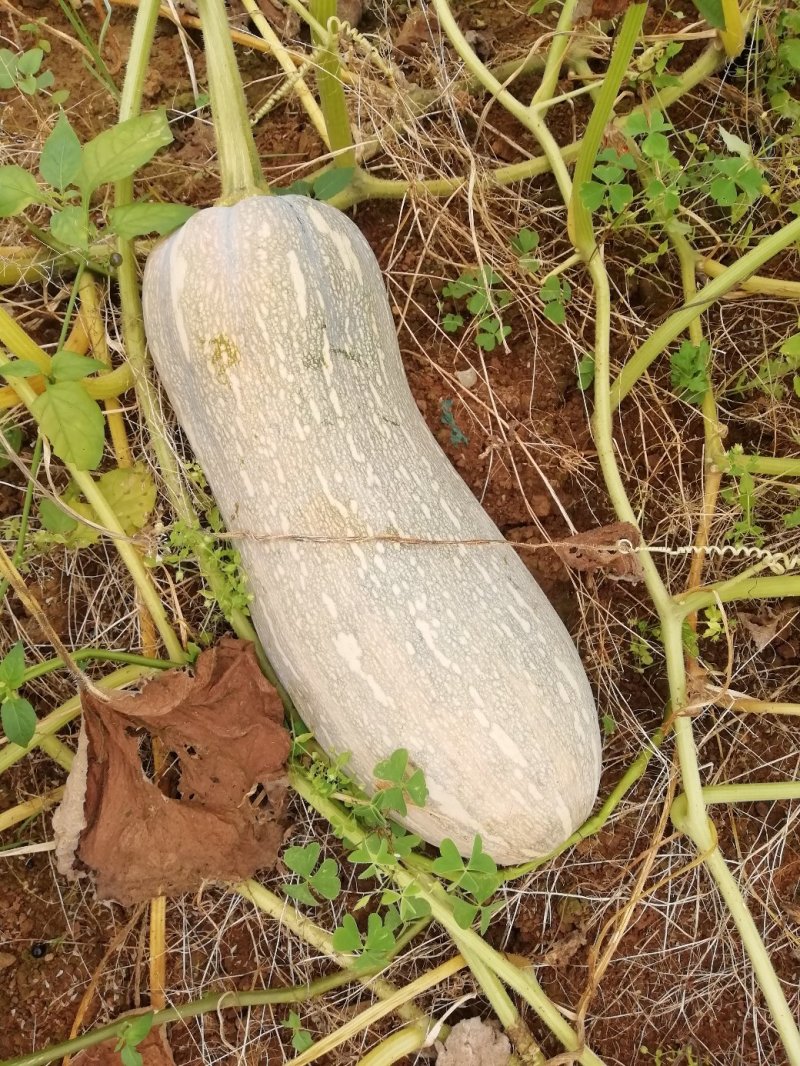 密本南瓜