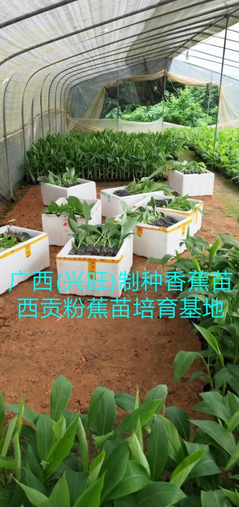 香蕉苗/西贡蕉苗/金粉一号蕉苗/粉蕉苗/红香蕉苗/芭蕉苗