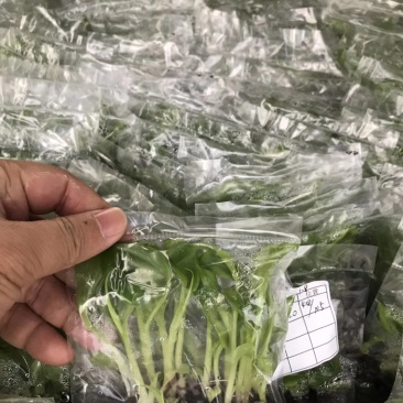香蕉苗/西贡蕉苗/金粉一号蕉苗/粉蕉苗/红香蕉苗/芭蕉苗