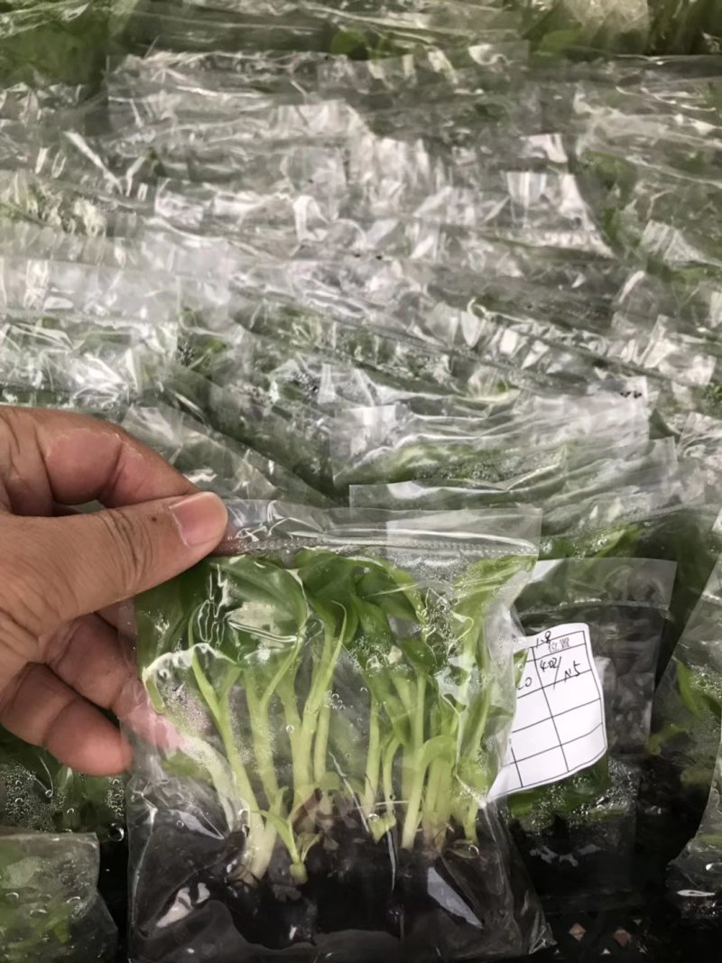 香蕉苗/西贡蕉苗/金粉一号蕉苗/粉蕉苗/红香蕉苗/芭蕉苗