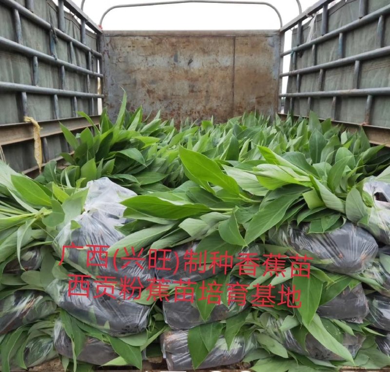 香蕉苗/西贡蕉苗/金粉一号蕉苗/粉蕉苗/红香蕉苗/芭蕉苗