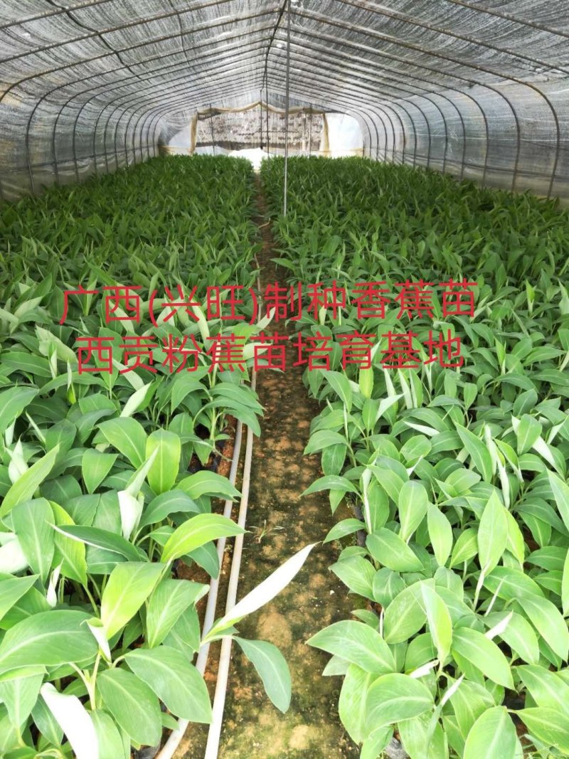 大量批发出售农科院制种香蕉苗/西贡粉蕉苗/金粉一号蕉苗