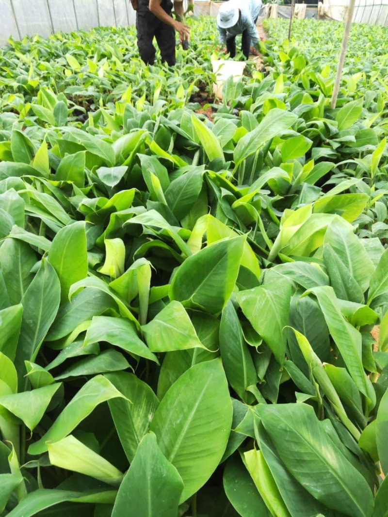 大量批发出售农科院制种香蕉苗/西贡粉蕉苗/金粉一号蕉苗