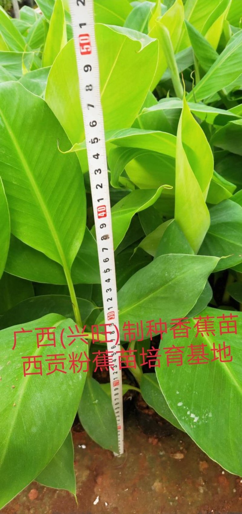 大量批发出售农科院制种香蕉苗/西贡粉蕉苗/金粉一号蕉苗