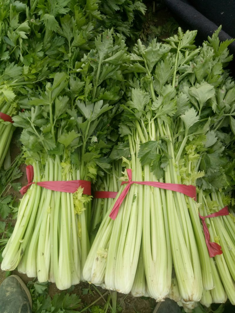 芹菜法国皇后西芹，产地直供，无干尖，65公分左右。