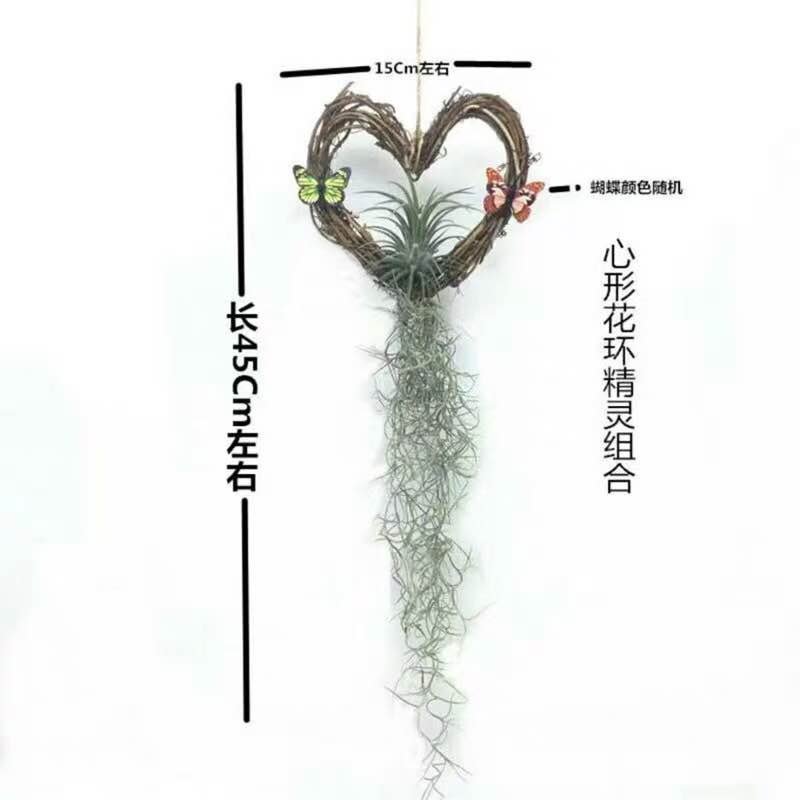 空气凤梨无土植物花卉老人须小精灵办公室内客厅挂吊绿植净化