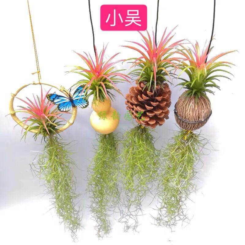 空气凤梨无土植物花卉老人须小精灵办公室内客厅挂吊绿植净化