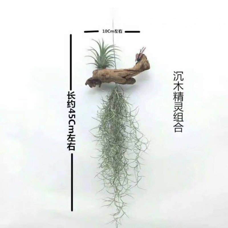 空气凤梨无土植物花卉老人须小精灵办公室内客厅挂吊绿植净化