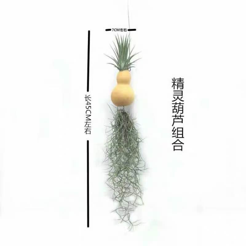空气凤梨无土植物花卉老人须小精灵办公室内客厅挂吊绿植净化