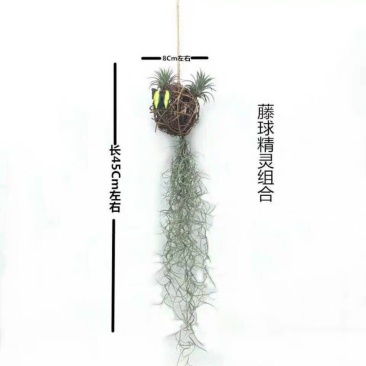 空气凤梨无土植物花卉老人须小精灵办公室内客厅挂吊绿植净化