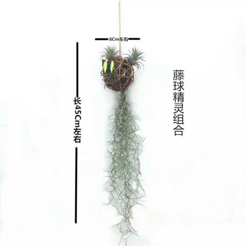 空气凤梨无土植物花卉老人须小精灵办公室内客厅挂吊绿植净化