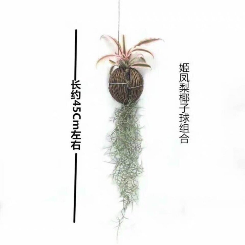 空气凤梨无土植物花卉老人须小精灵办公室内客厅挂吊绿植净化