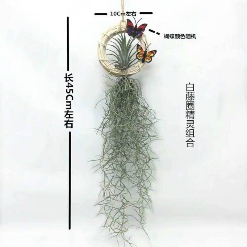 空气凤梨无土植物花卉老人须小精灵办公室内客厅挂吊绿植净化