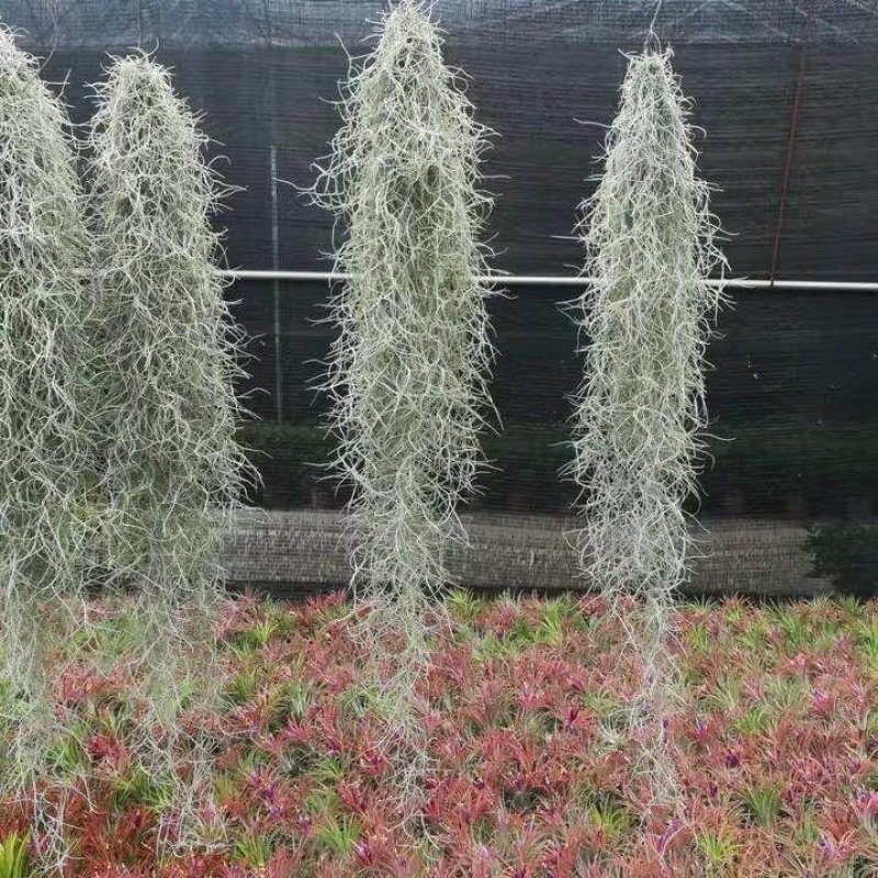空气凤梨无土植物花卉老人须小精灵办公室内客厅挂吊绿植净化