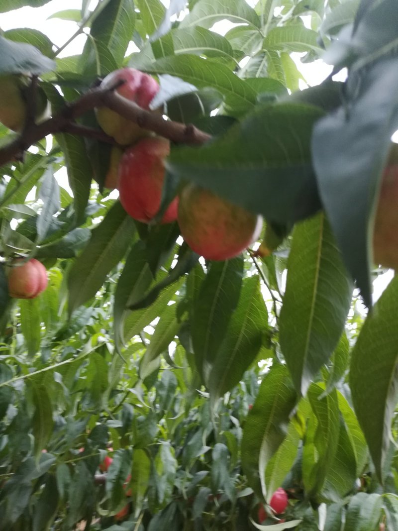 油桃，曙光油桃