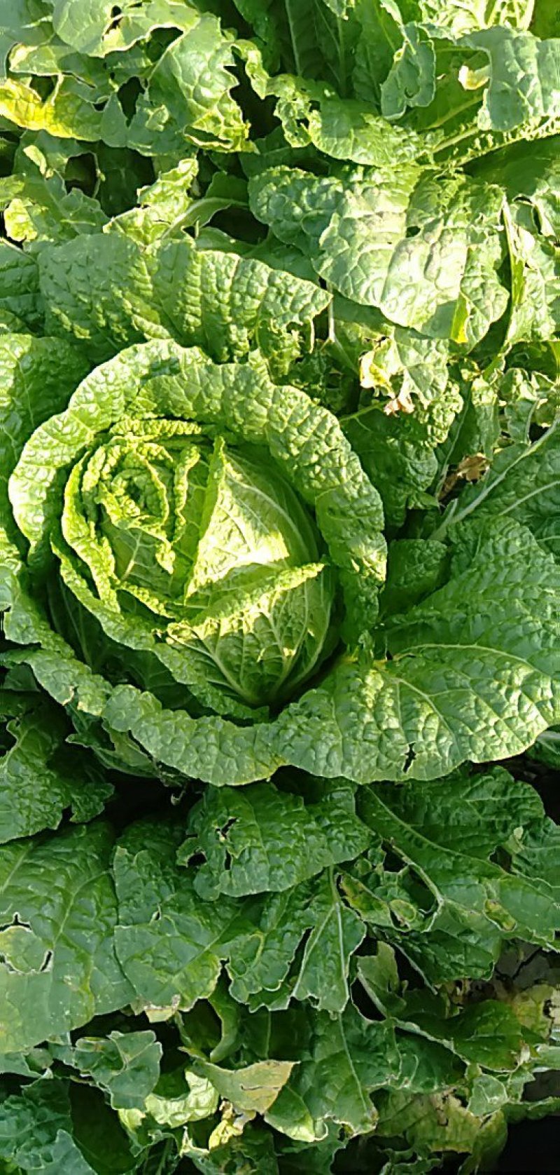 黄心大白菜