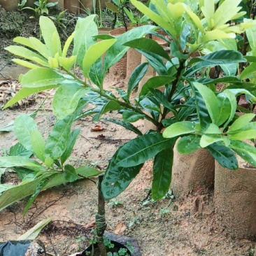 东魁杨梅苗，好管理果子大，屋前屋后都可以种上一棵