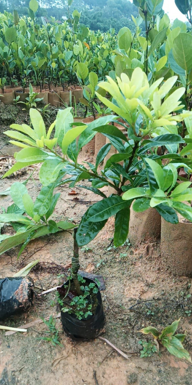 东魁杨梅苗，好管理果子大，屋前屋后都可以种上一棵