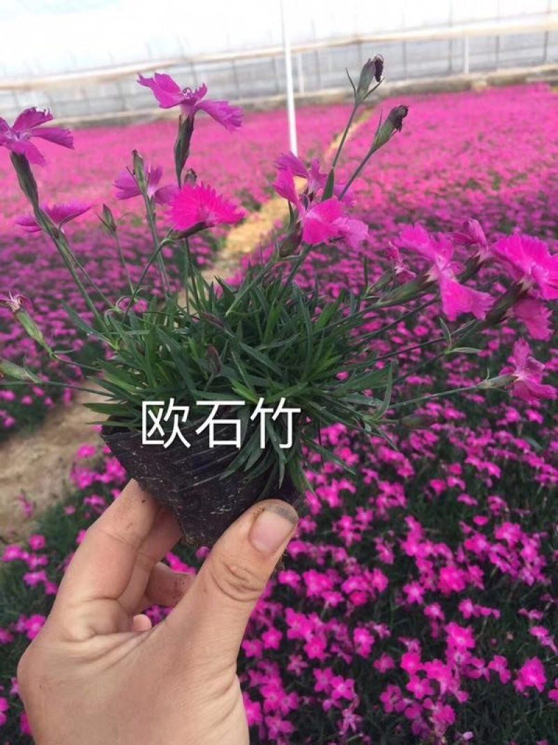 绿化苗木