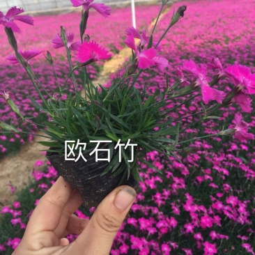 绿化苗木