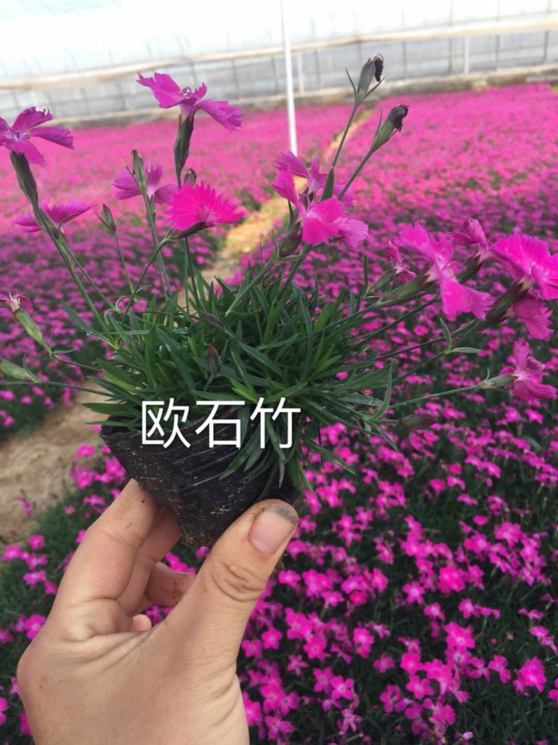 绿化苗木