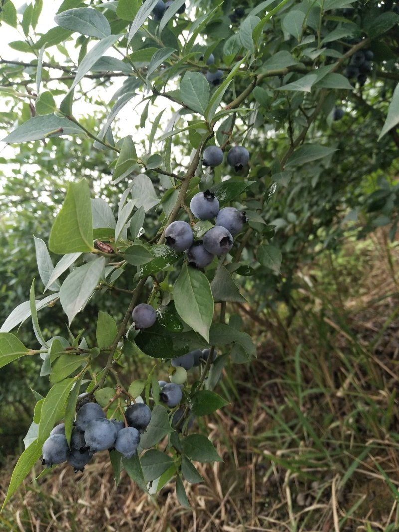 蓝莓
