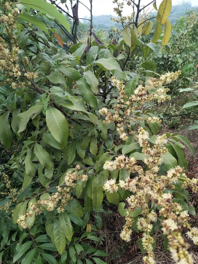 桂圆