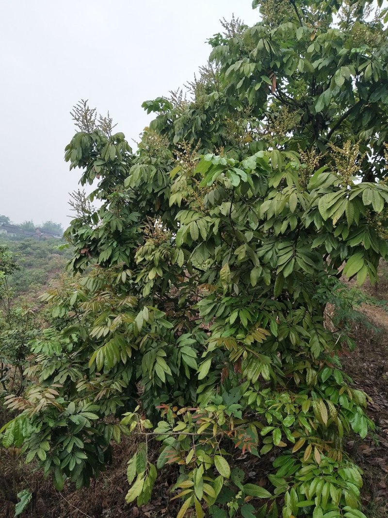 桂圆