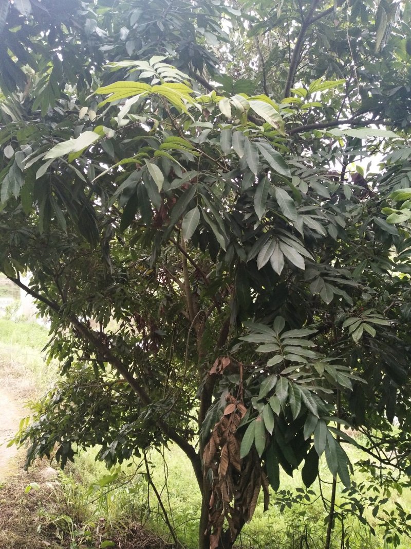 桂圆