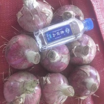 河北定州蔬菜基地洋葱大量上市