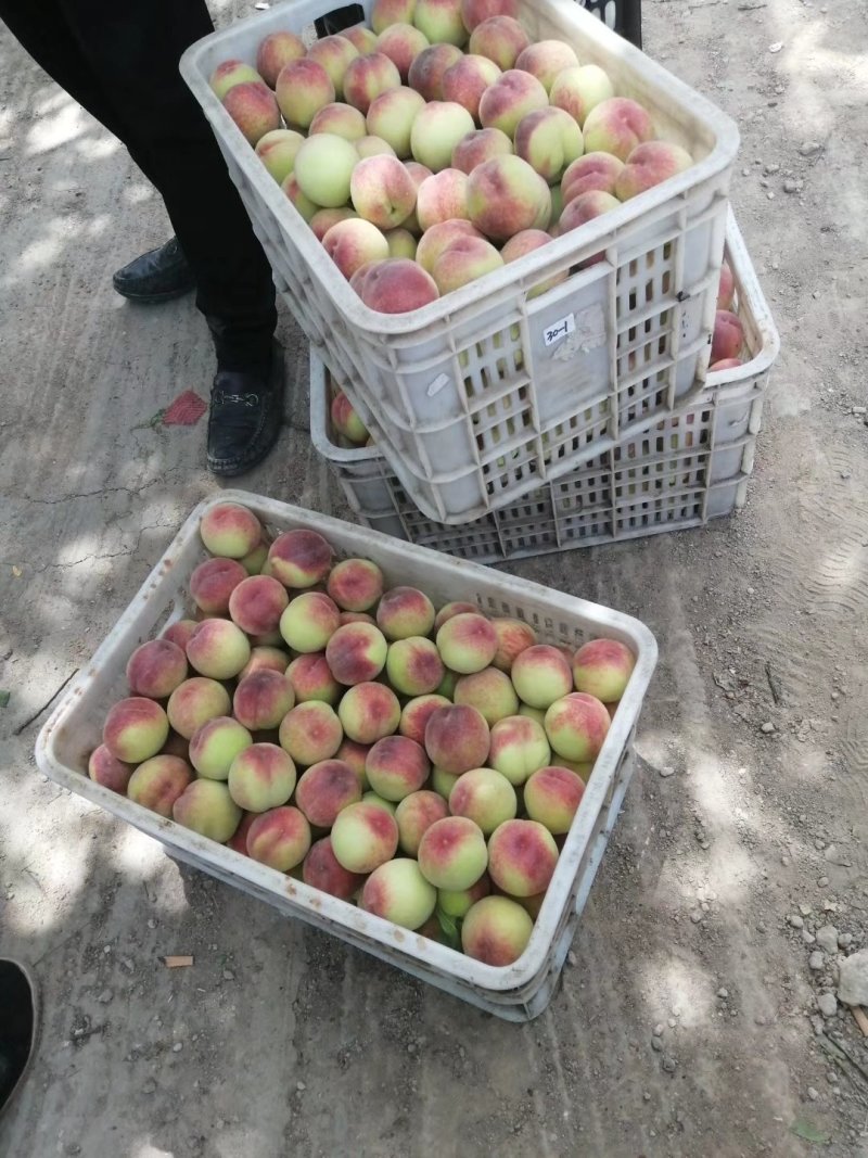 各种油桃毛桃大量上市山西省运城市夏县有需要的老板吗