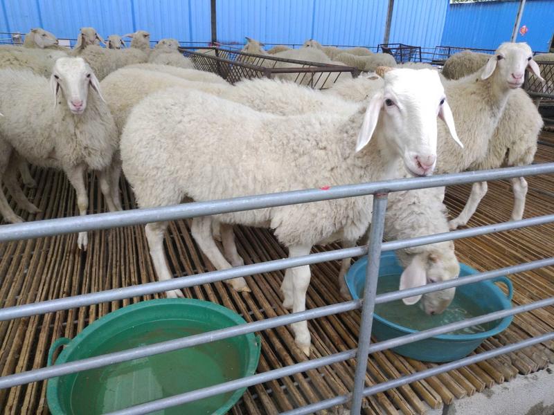 湖羊种羊怀孕羊免费送货送铡草机包成活率
