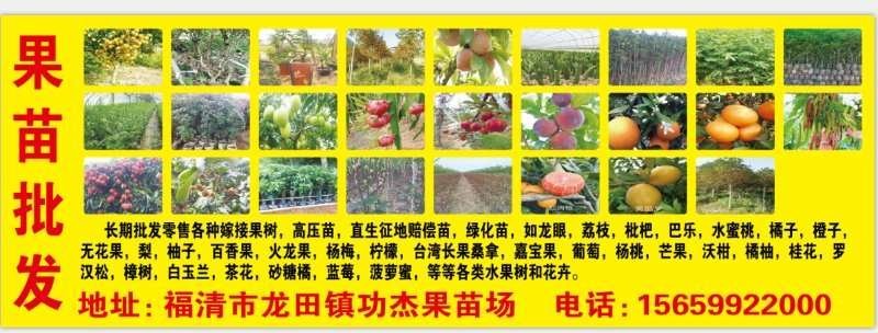 果树水果苗
