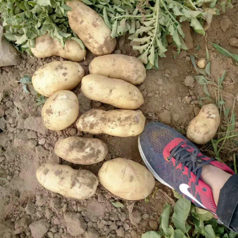 河北定州蔬菜基地土豆大量上市