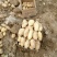河北定州蔬菜基地土豆大量上市