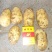 河北定州蔬菜基地土豆大量上市