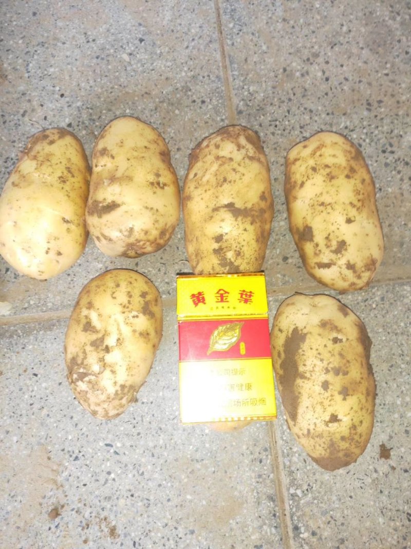 河北定州蔬菜基地土豆大量上市