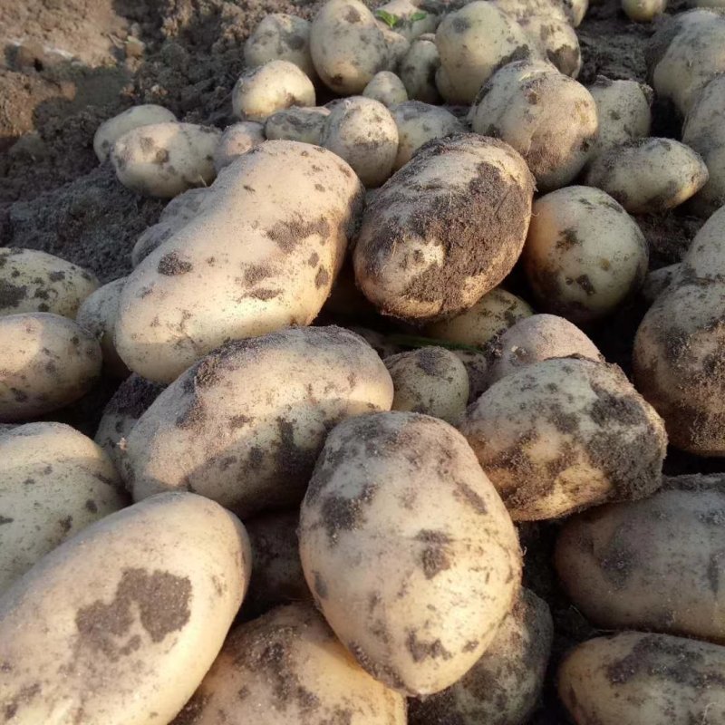 河北定州蔬菜基地土豆大量上市